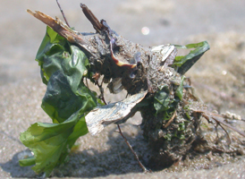Plumed Worm